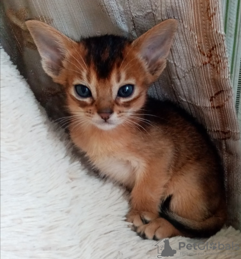 Finding the Right Abyssinian Cat for Your Home